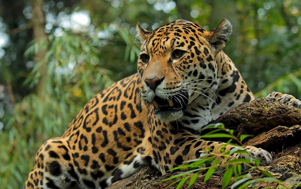 Amazonischer Jaguar