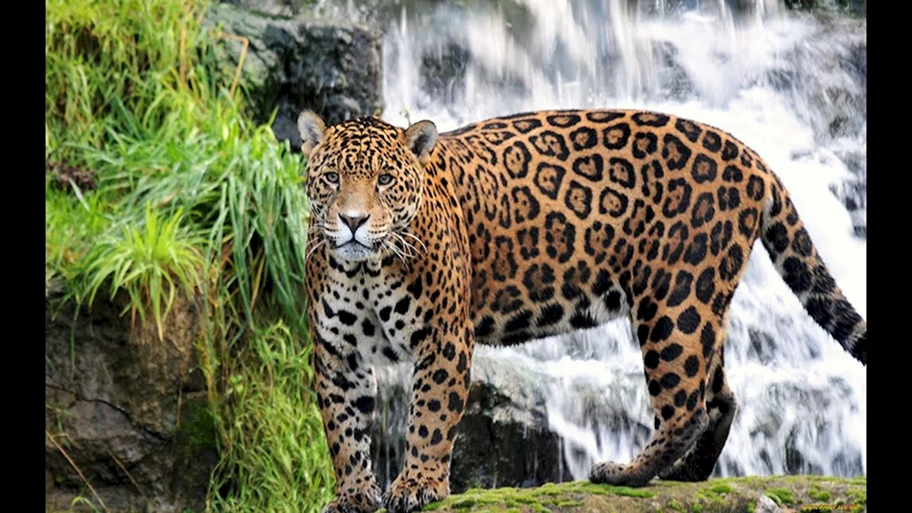 Amazonischer Jaguar