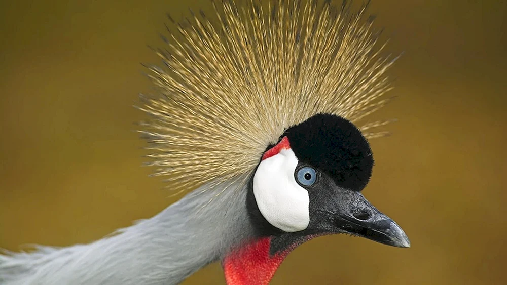 Amazonenpfeifer Haubenschnäpper