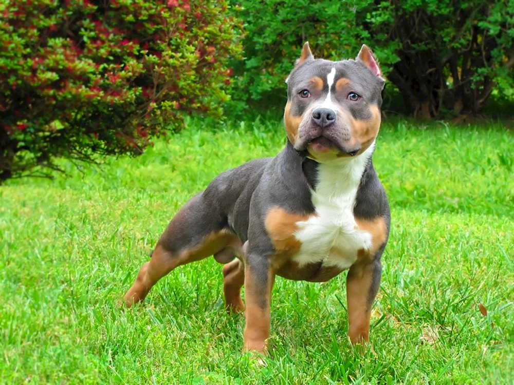 Amer Staffordshire Terrier