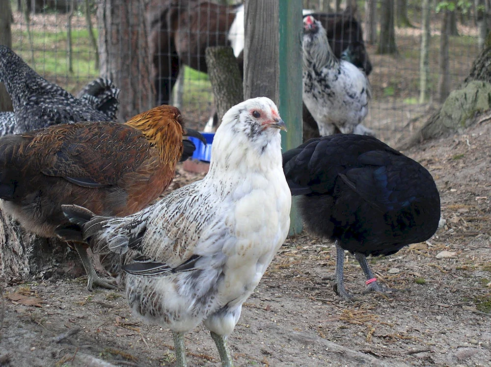 Ameraucana Hühner