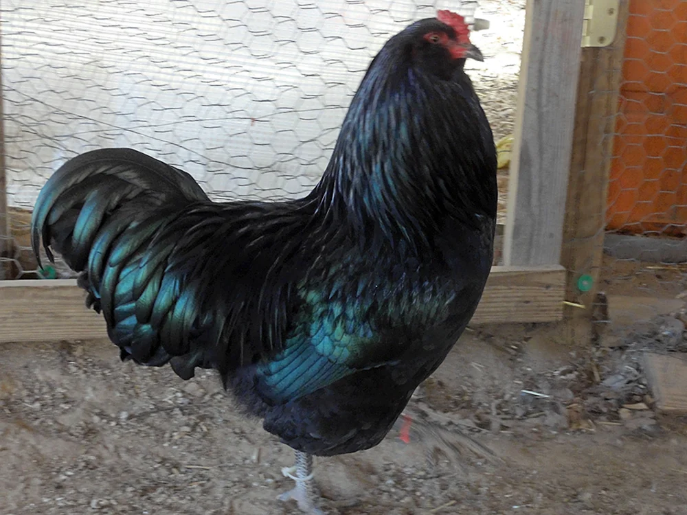 Ameraucana Hühner