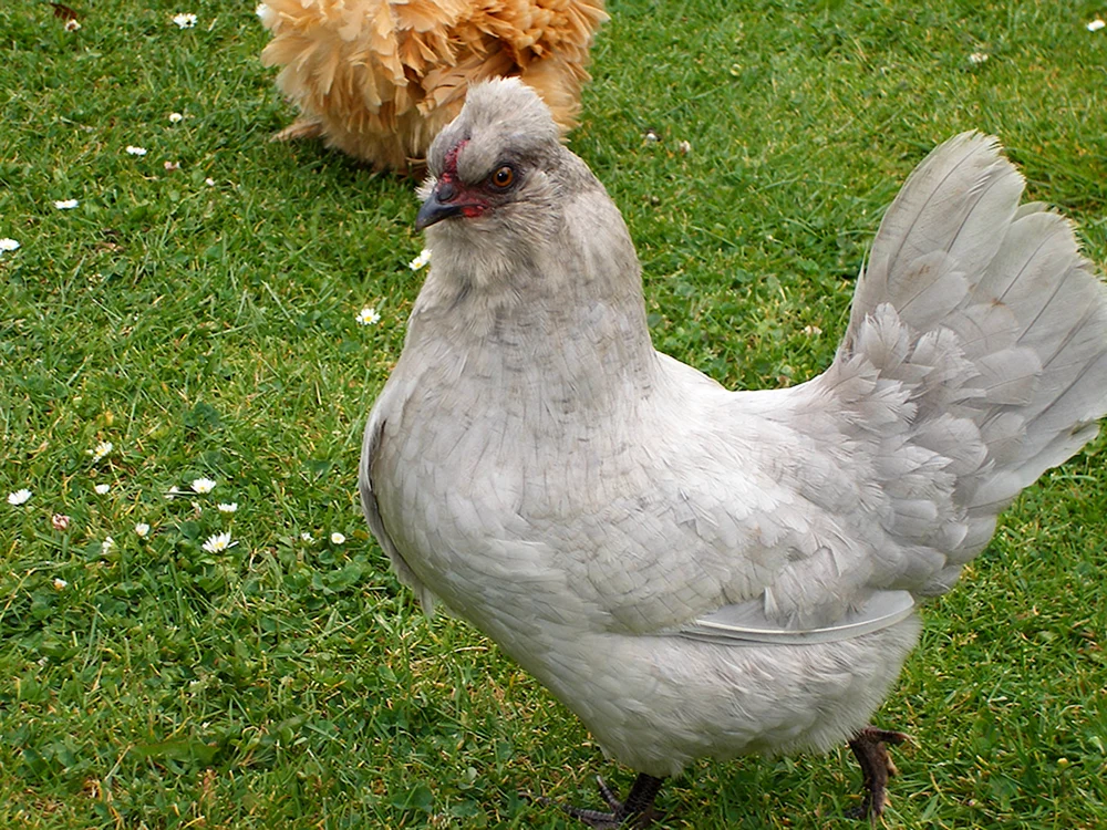 Ameraucana Lavendel