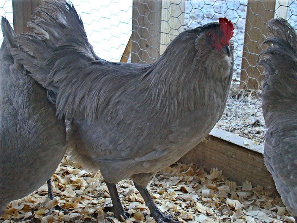 Ameraucana Hühner