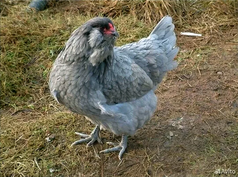 Ameraucana weiß