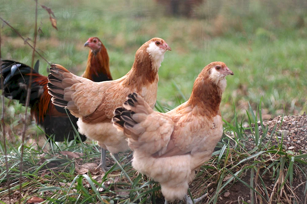 Ameraucana Hahn goldbraun