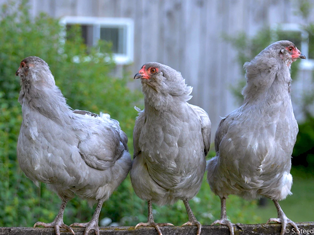 Ameraucana Rasse
