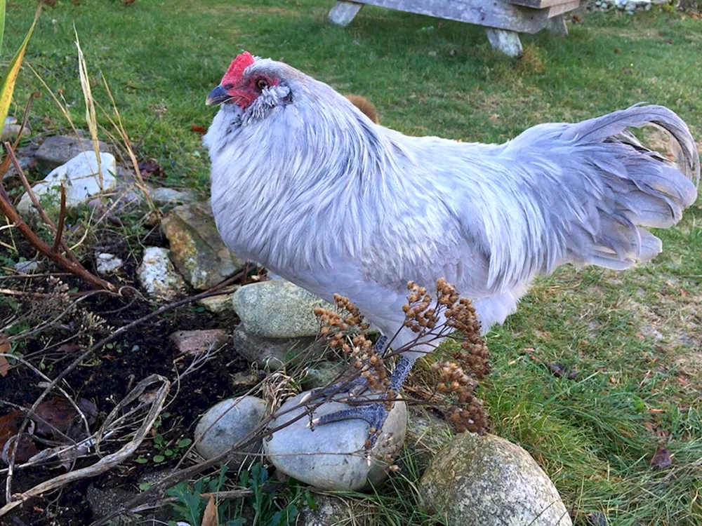 Ameraucana Hühner