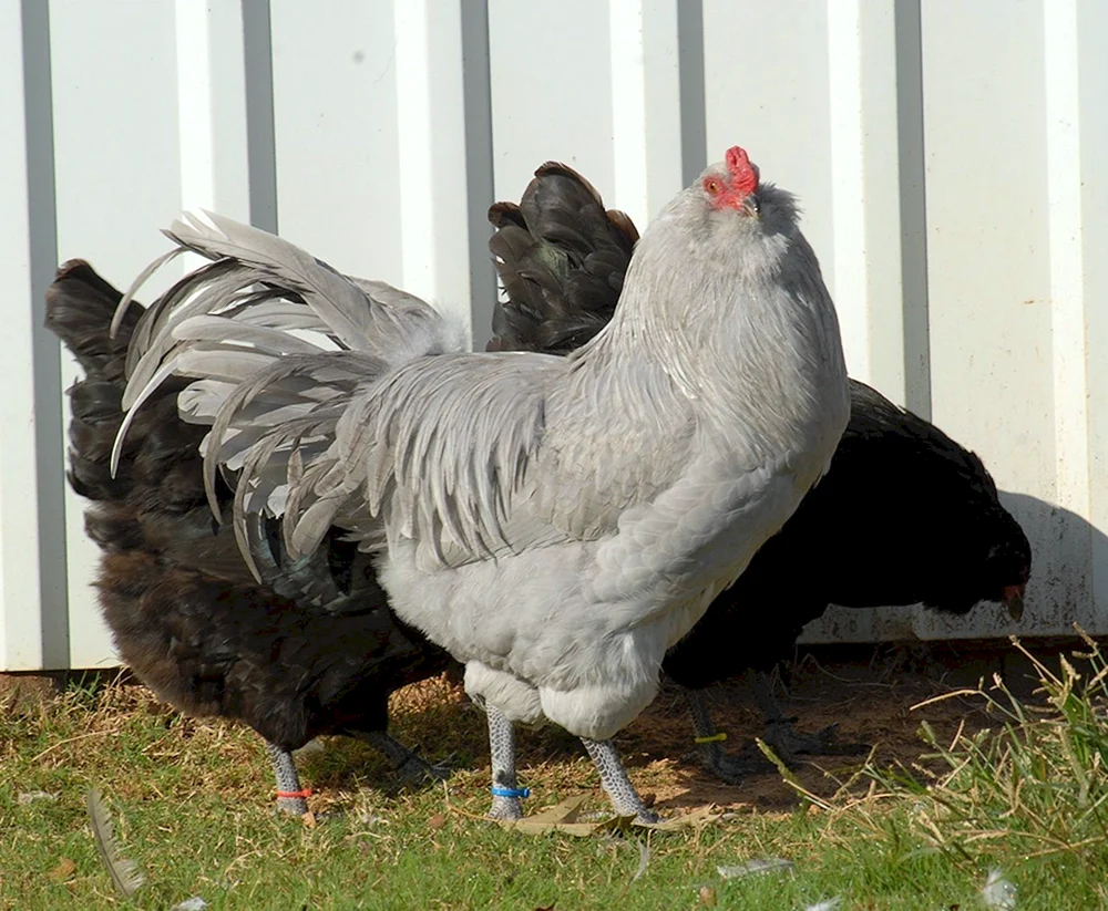 Ameraucana weiß