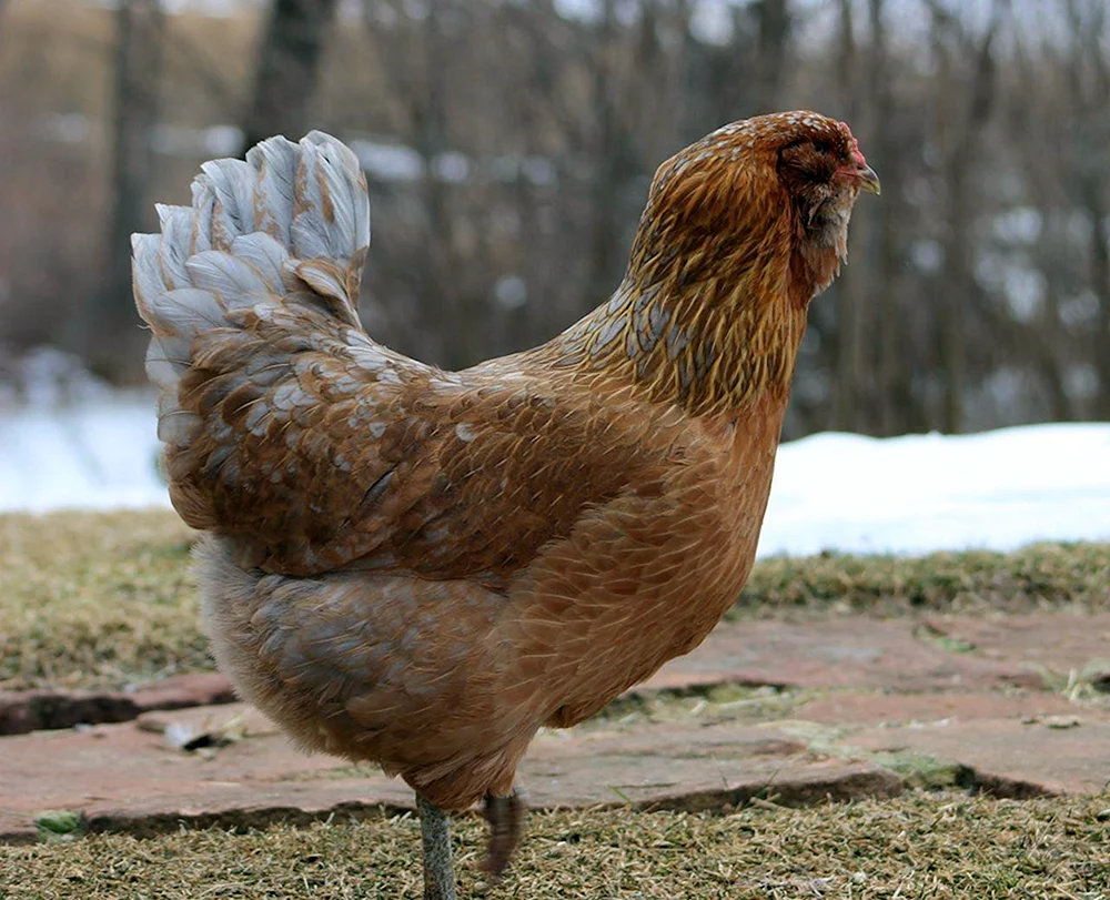 Ameraucana Hühner