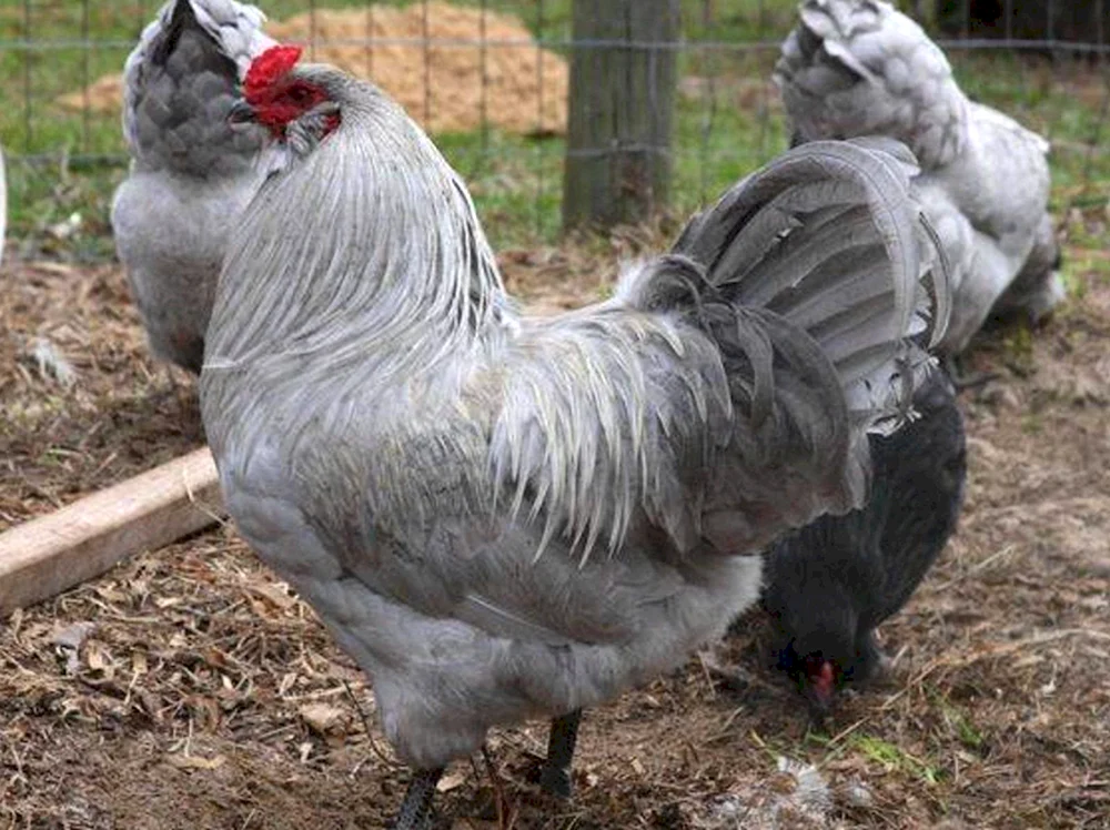Ameraucana Hühner