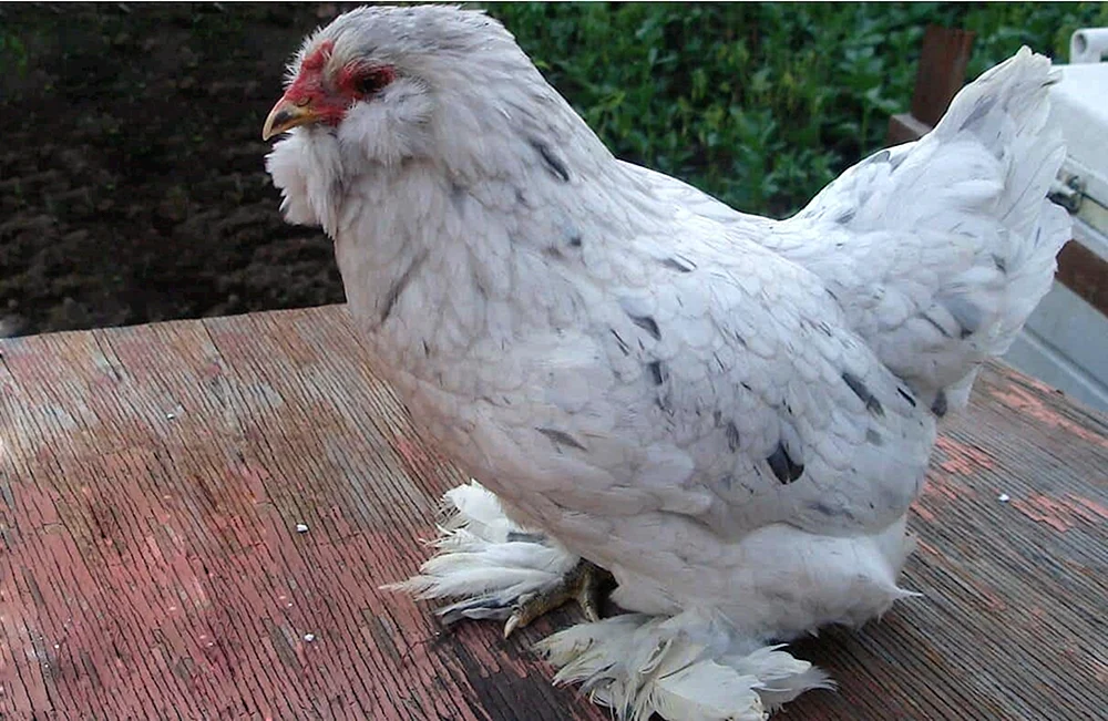 Araucana Hühner