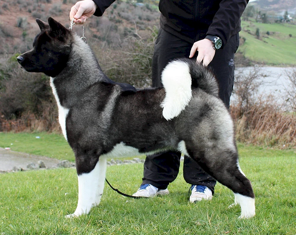 Akita Inu