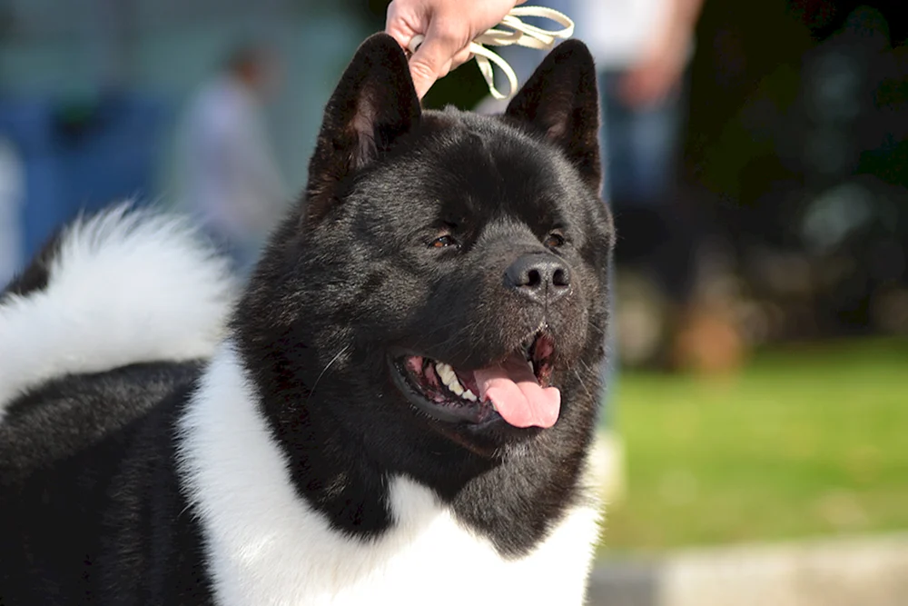 Akita- Akita Inu
