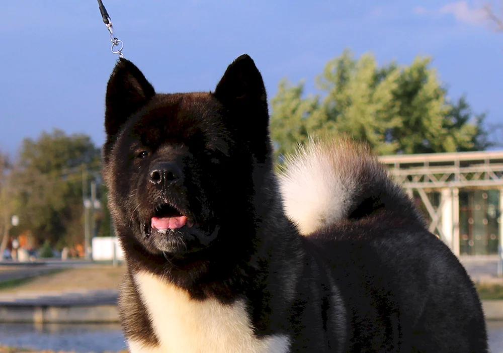 Amerikanischer Akita