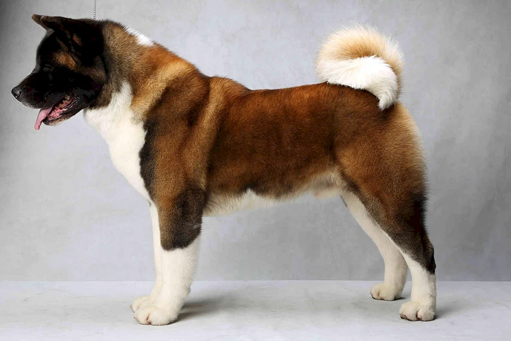 Amerikanischer Akita