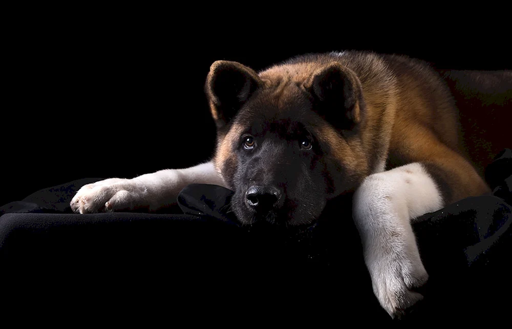 Akita reinrassig Foto