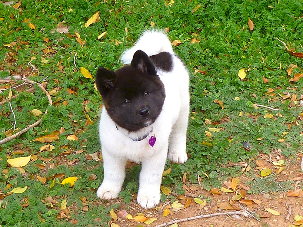 Amerikanischer Akita