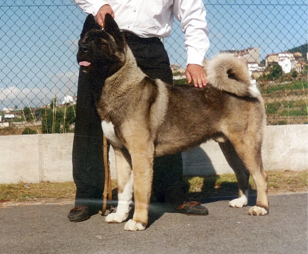 Husky und Akita und Akita inu