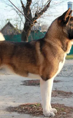 Amerikanischer Akita