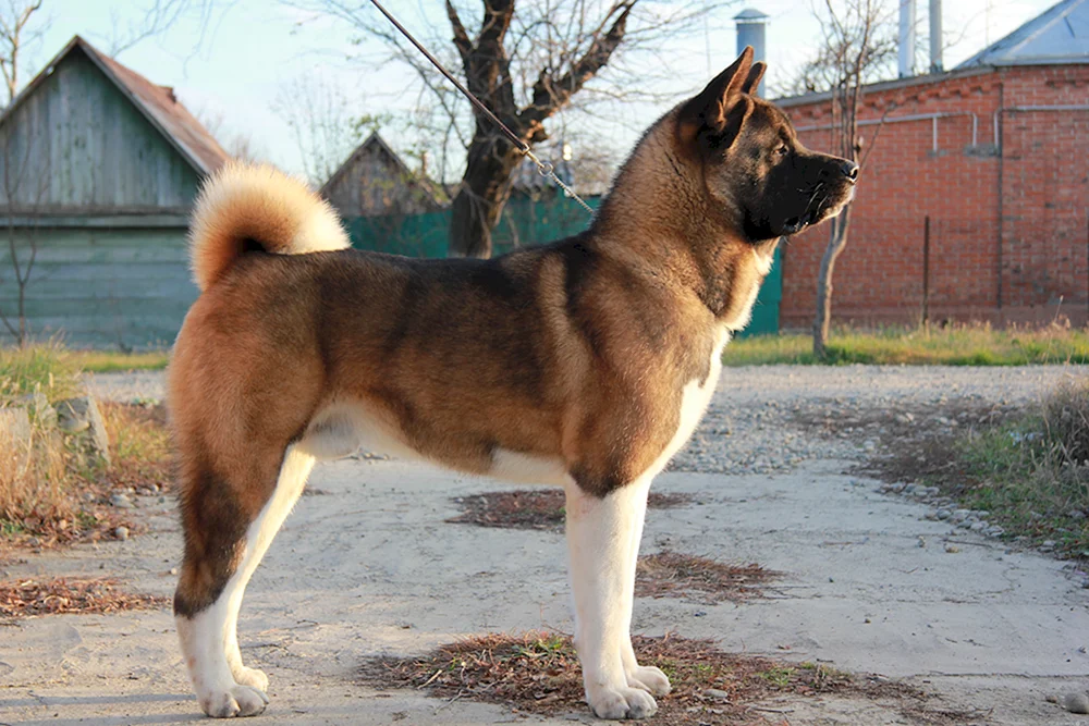 Amerikanischer Akita
