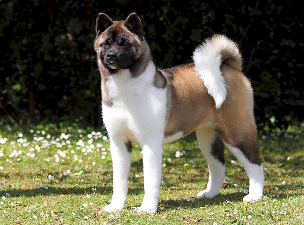 Amerikanischer Akita