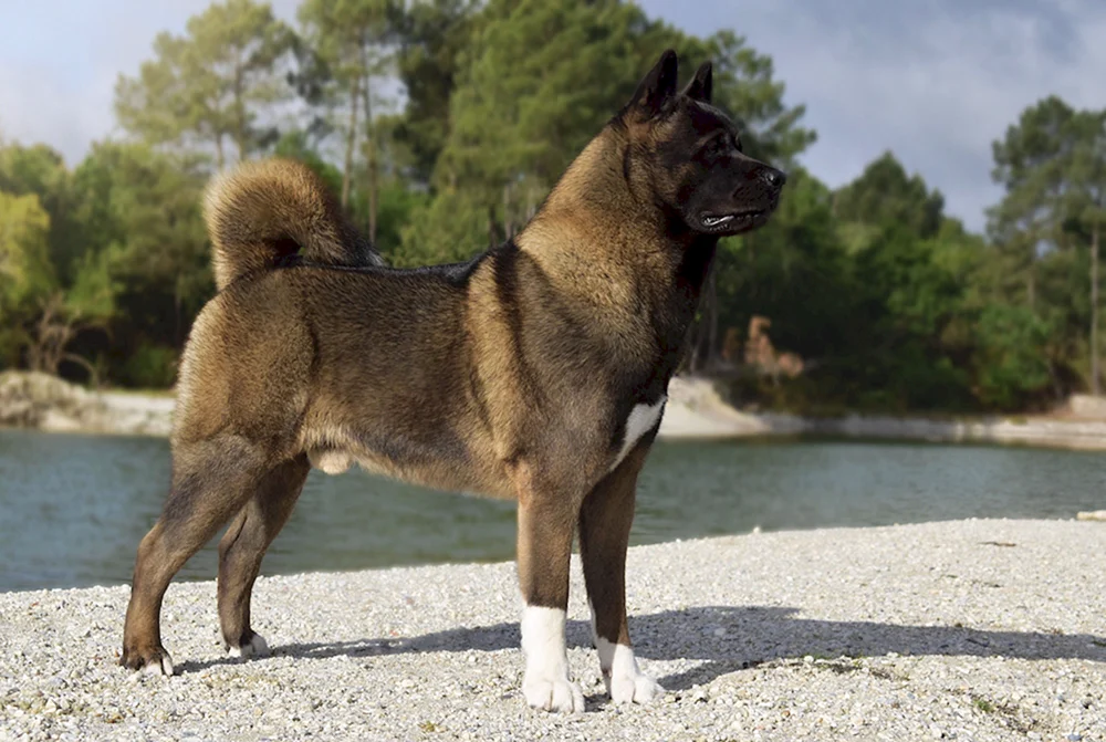 Amerikanischer Akita Inu