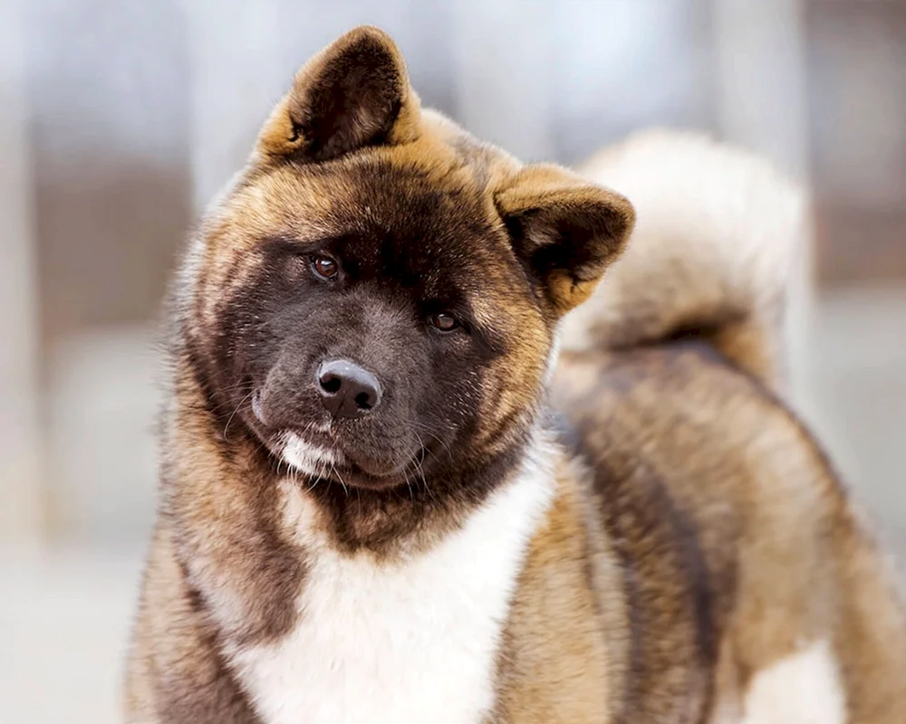 Amerikanischer Akita tiger Akita- Inu