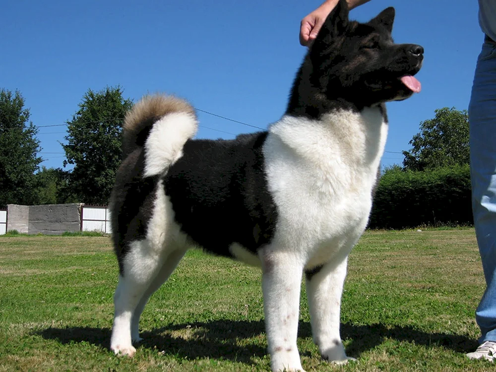 Amerikanischer Akita