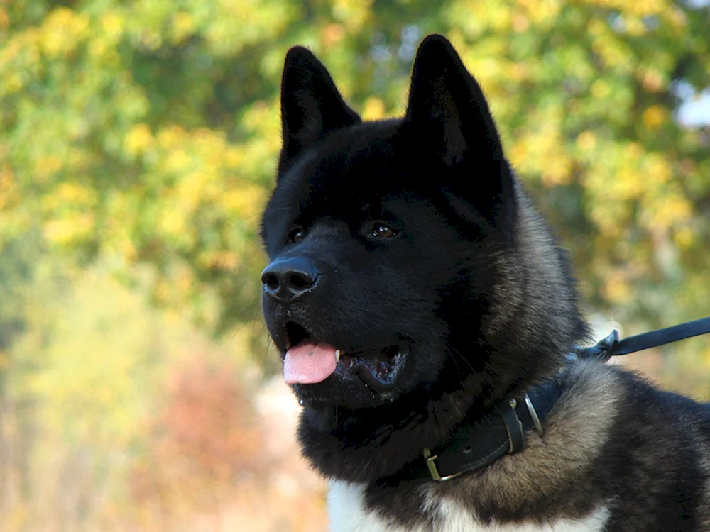 Amerikanischer Akita