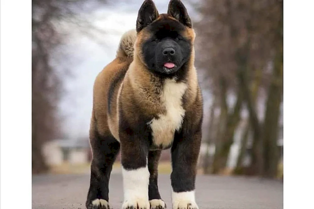 Akita mestizo Akita Inu