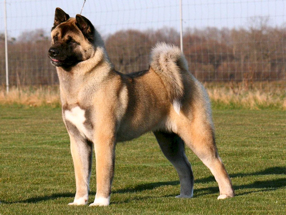 Amerikanischer Akita mestizo. Inu