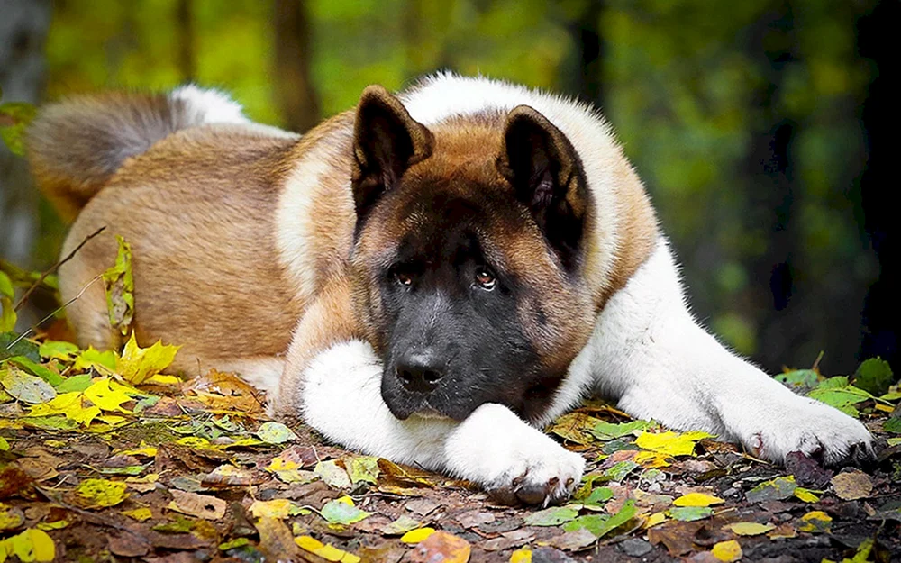 Amerikanischer Akita Inu