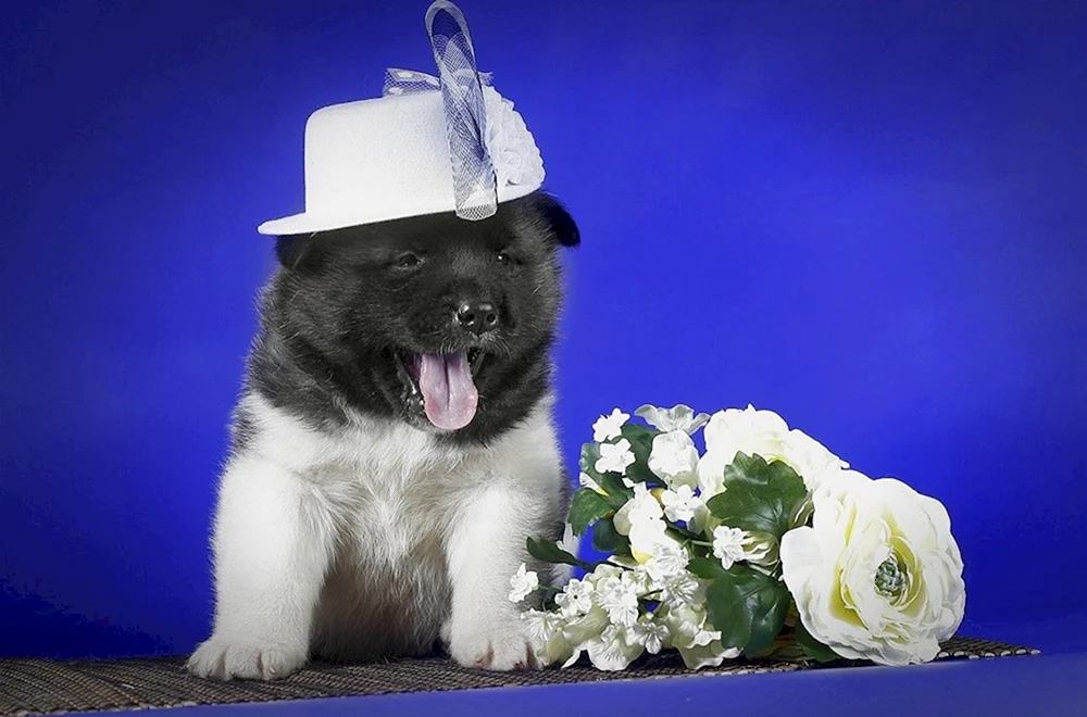 Amerikanischer Akita