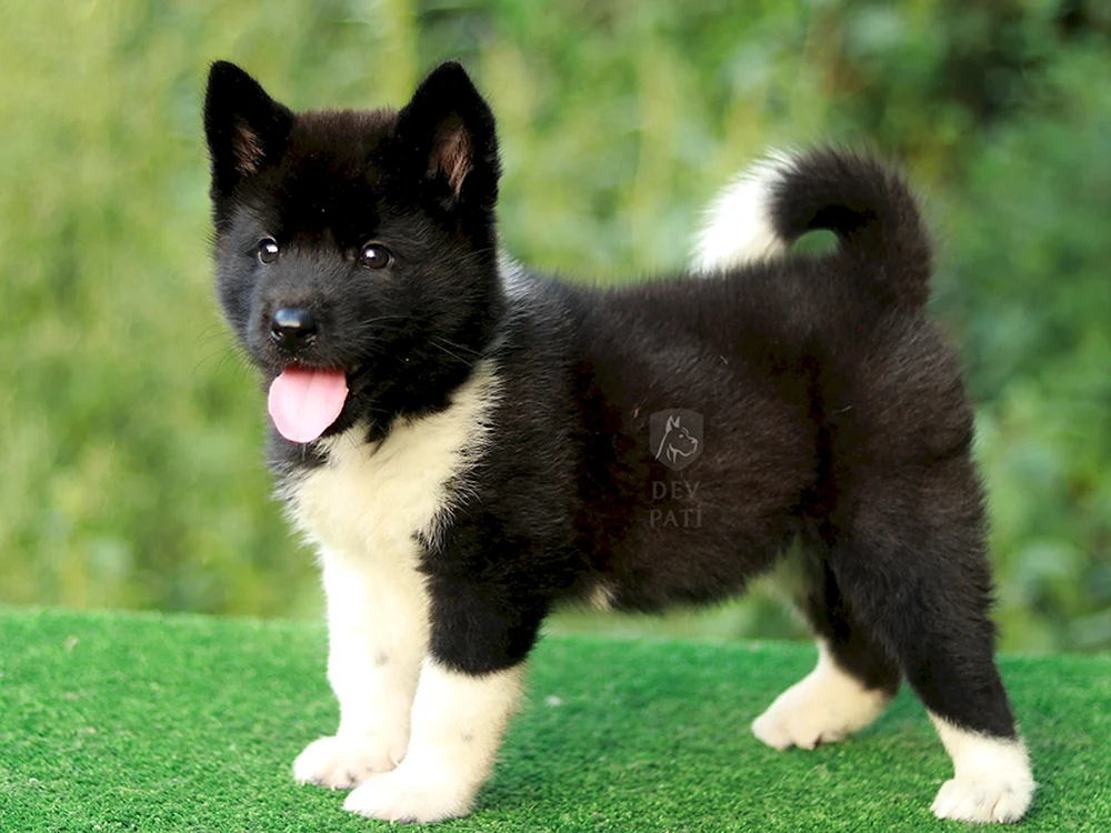 Amerikanischer Akita