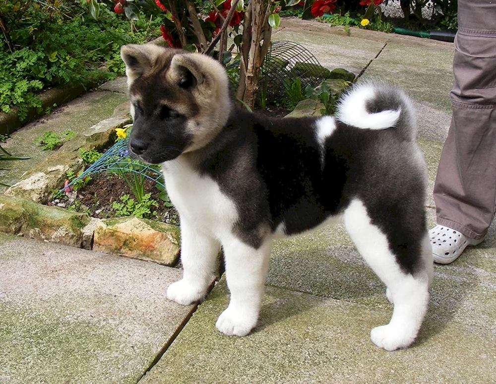 Amerikanischer Akita