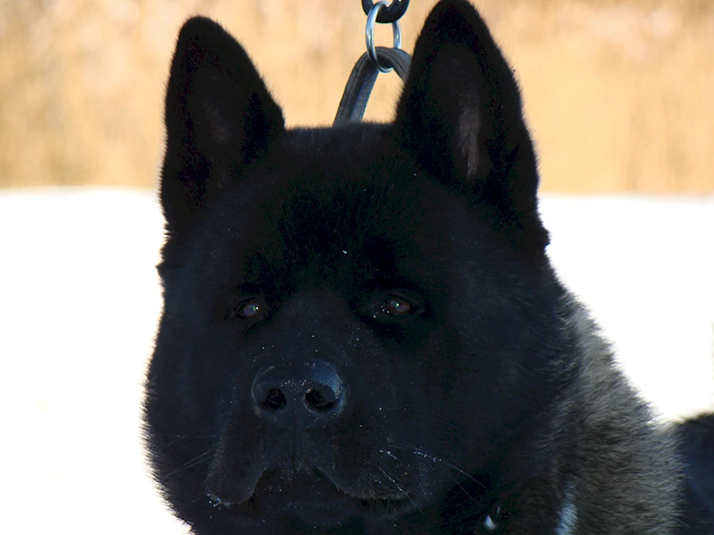 Akita Inu grau