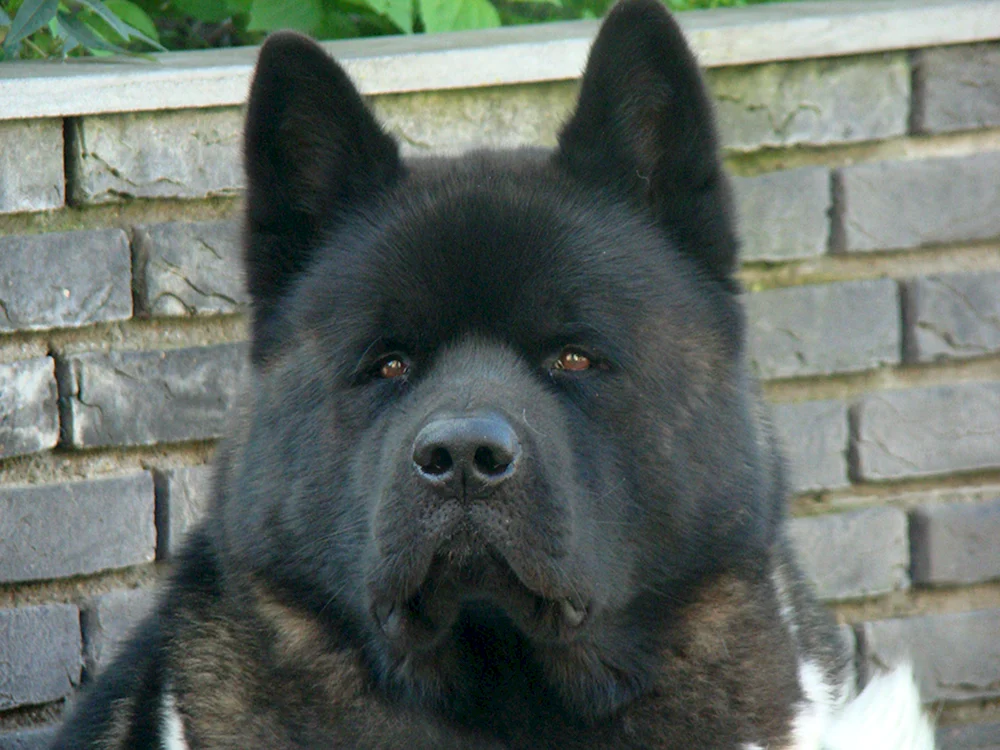 Amerikanischer Akita