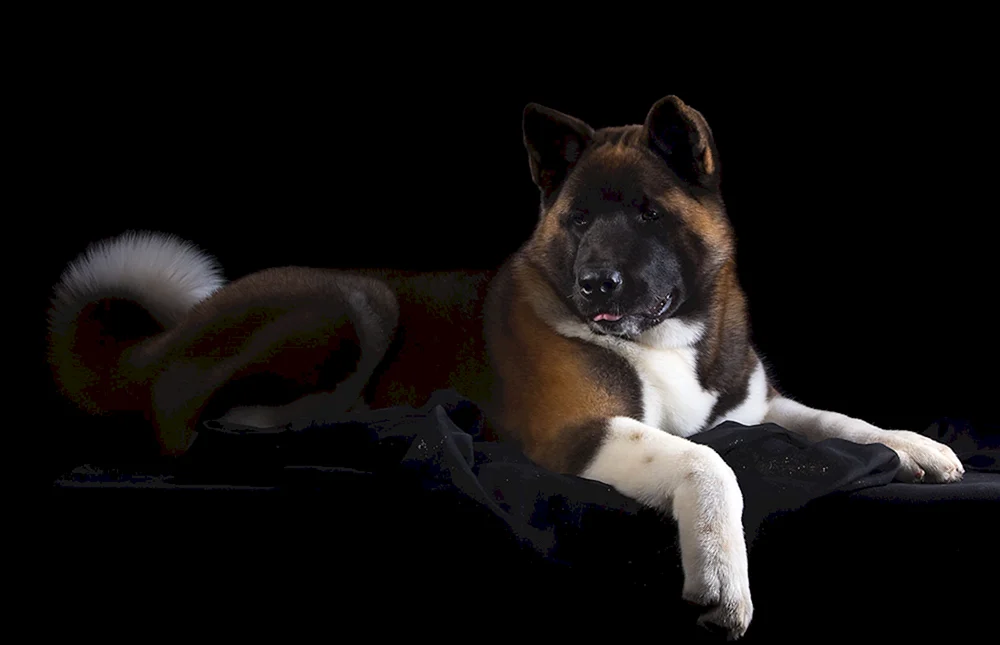 Amerikanischer Akita