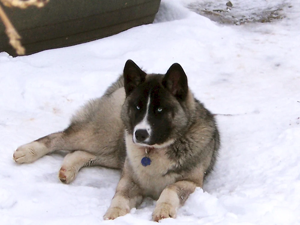 Akita inu