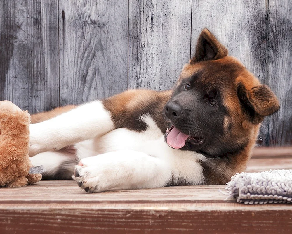 Akita Inu und Schäferhund