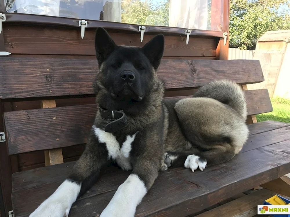 Akita inu