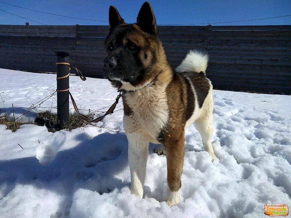 American Akita and husky inu