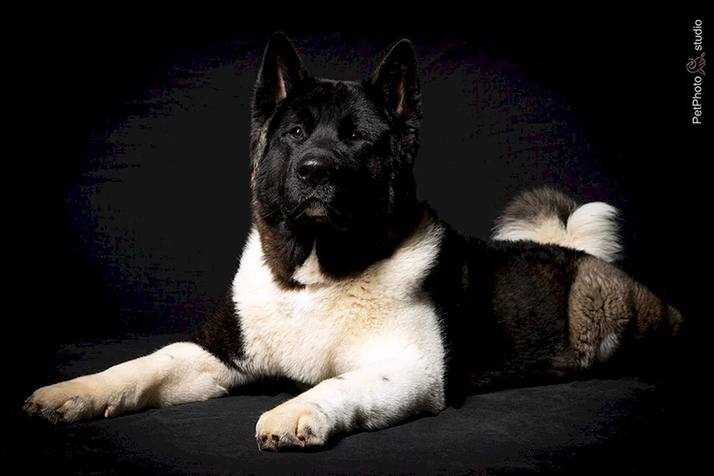 Amerikanischer Akita