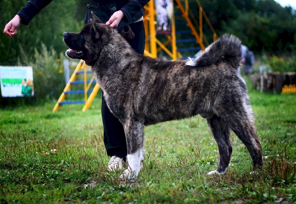 Amerikanischer Akita Tiger