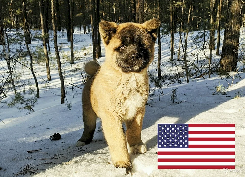 Amerikanischer Akita Inu Rotschopf