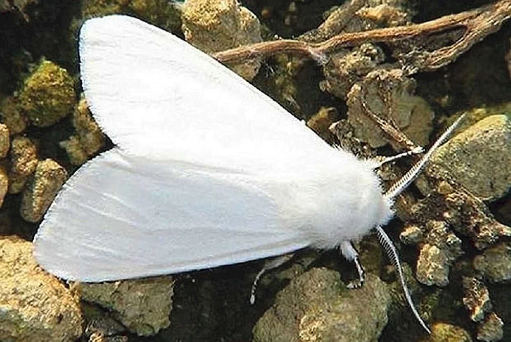 Zahnseidenspinner Seidenraupenfalter
