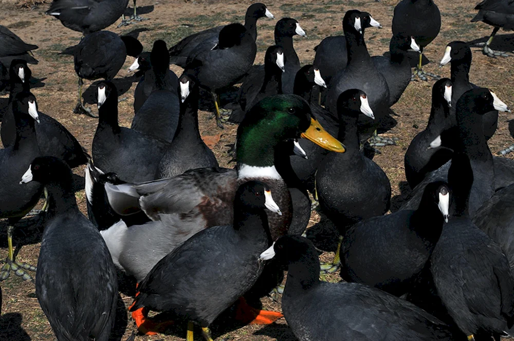 Schwarze Stockenten