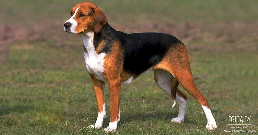Russischer Foxhound