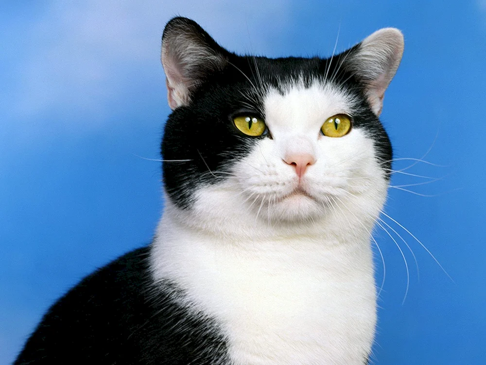 Bombay Katzenrasse